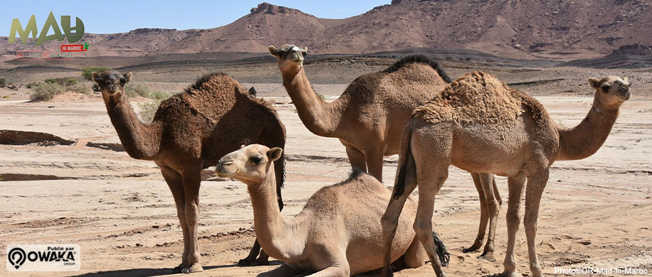 A la découverte du désert Marocain et de ses hôtes