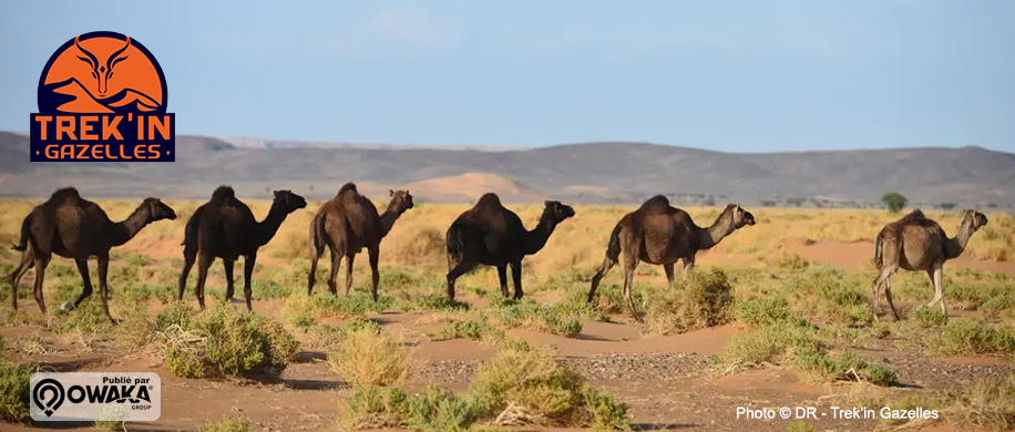 Trek-In-Gazelles-Trekking-Maroc-new-001