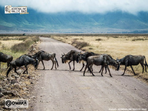safari-4x4-afrique-voyage-reserve-animaliere-vacance-kenya-famille